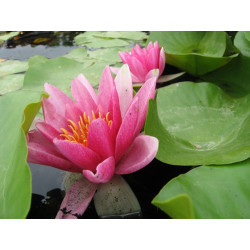 Nymphaea 'Jean de la Marsalle', nénuphar rustique couleur rouge