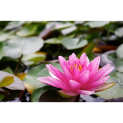 Nymphaea 'Météor', nénuphar rustique couleur rouge