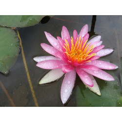 Nymphaea 'Newton', nénuphar rustique couleur rouge