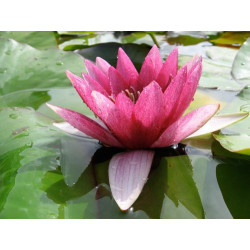 Nymphaea 'Temple Fire', nénuphar rustique couleur rouge