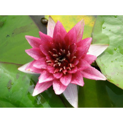 Nymphaea 'Temple Fire', nénuphar rustique couleur rouge