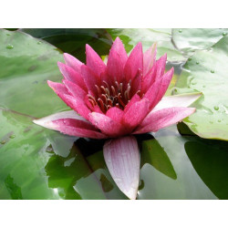 Nymphaea 'Temple Fire', nénuphar rustique couleur rouge