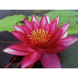 Nymphaea 'Château le rouge', nénuphar rustique couleur rouge