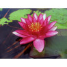 Nymphaea 'Château le rouge', nénuphar rustique couleur rouge