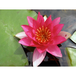 Nymphaea 'Laydekeri Fulgens', nénuphar rustique couleur rouge