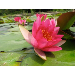 Nymphaea 'Laydekeri Fulgens', nénuphar rustique couleur rouge