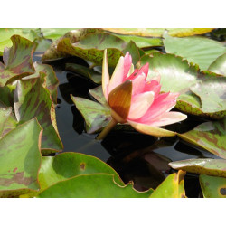 Nymphaea 'Phoebus', nénuphar rustique couleur rouge