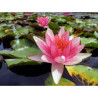 Nymphaea 'Phoebus', nénuphar rustique couleur rouge