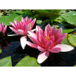 Nymphaea 'Senegal', nénuphar rustique couleur rouge