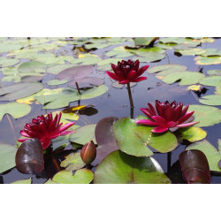 Nymphaea 'Black Princess', nénuphar rustique couleur rouge