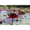 Nymphaea 'Black Princess', nénuphar rustique couleur rouge