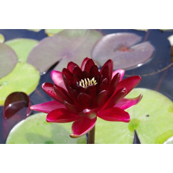 Nymphaea 'Black Princess', nénuphar rustique couleur rouge