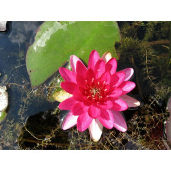 Nymphaea 'Perry's Red Glow', nénuphar rustique couleur rouge