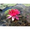 Nymphaea 'Perry's Red Glow', nénuphar rustique couleur rouge