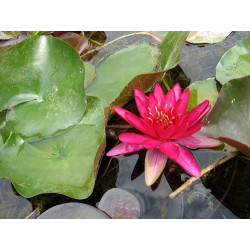 Nymphaea 'Perry's Red Glow', nénuphar rustique couleur rouge