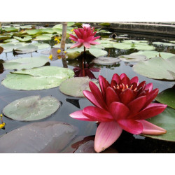 Nymphaea 'Almost Black', nénuphar rustique couleur rouge