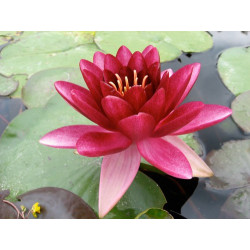 Nymphaea 'Almost Black', nénuphar rustique couleur rouge