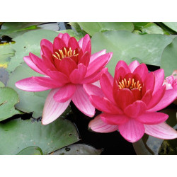 Nymphaea 'Perry's Baby Red', nénuphar rustique couleur rouge