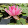 Nymphaea 'Perry's Super Red', nénuphar rustique couleur rouge