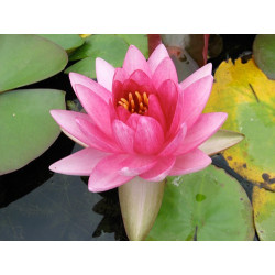 Nymphaea 'Perry's Super Red', nénuphar rustique couleur rouge