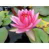 Nymphaea 'Perry's Super Red', nénuphar rustique couleur rouge