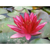 Nymphaea 'Perry's Red Star', nénuphar rustique couleur rouge