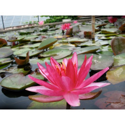 Nymphaea 'Perry's Red Star', nénuphar rustique couleur rouge