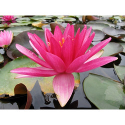 Nymphaea 'Red Volunteer', nénuphar rustique couleur rouge