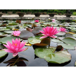 Nymphaea 'Red Volunteer', nénuphar rustique couleur rouge