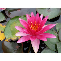 Nymphaea 'Red Volunteer', nénuphar rustique couleur rouge