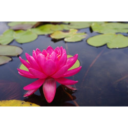 Nymphaea 'Perry's Wildfire', nénuphar rustique couleur rouge