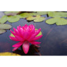 Nymphaea 'Perry's Wildfire', nénuphar rustique couleur rouge