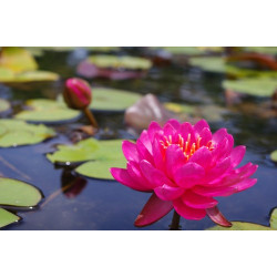 Nymphaea 'Perry's Wildfire', nénuphar rustique couleur rouge