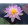 Nymphaea 'Siam Purple 1', nénuphar rustique couleur bleue/violet