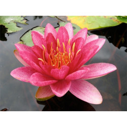 Nymphaea 'Burgundy Princess', nénuphar rustique couleur rouge