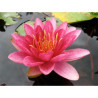 Nymphaea 'Burgundy Princess', nénuphar rustique couleur rouge