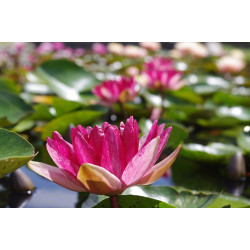 Nymphaea 'Steven Strawn', nénuphar rustique couleur rouge