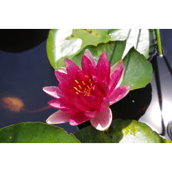 Nymphaea 'Steven Strawn', nénuphar rustique couleur rouge