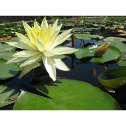 Nymphaea 'Sunrise', nénuphar rustique couleur jaune