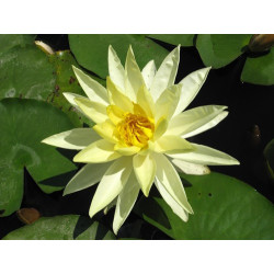 Nymphaea 'Sunrise', nénuphar rustique couleur jaune