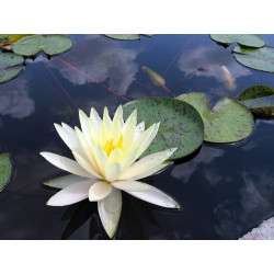 Nymphaea 'Texas Dawn', nénuphar rustique couleur jaune