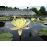 Nymphaea 'Texas Dawn', nénuphar rustique couleur jaune