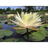 Nymphaea 'Texas Dawn', nénuphar rustique couleur jaune