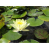 Nymphaea 'Marliacea Chromatella', nénuphar rustique couleur jaune