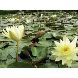 Nymphaea 'Odorata Sulfurea', nénuphar rustique couleur jaune