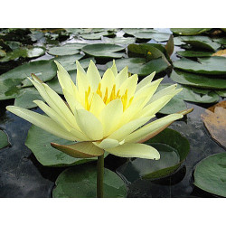 Nymphaea 'Odorata Sulphurea Grandiflora', nénuphar rustique couleur jaune