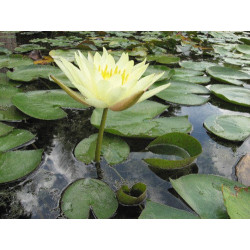 Nymphaea 'Odorata Sulphurea Grandiflora', nénuphar rustique couleur jaune