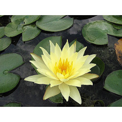 Nymphaea 'Odorata Sulphurea Grandiflora', nénuphar rustique couleur jaune