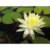 Nymphaea 'Yellow Enigma', nénuphar rustique couleur jaune