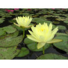 Nymphaea 'Yellow Enigma', nénuphar rustique couleur jaune